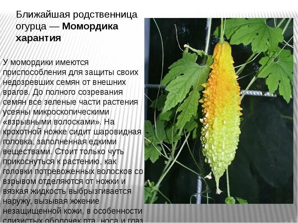 Момордика Нет_темно-коричневый - купить по выгодным ценам в интернет-магазине OZ