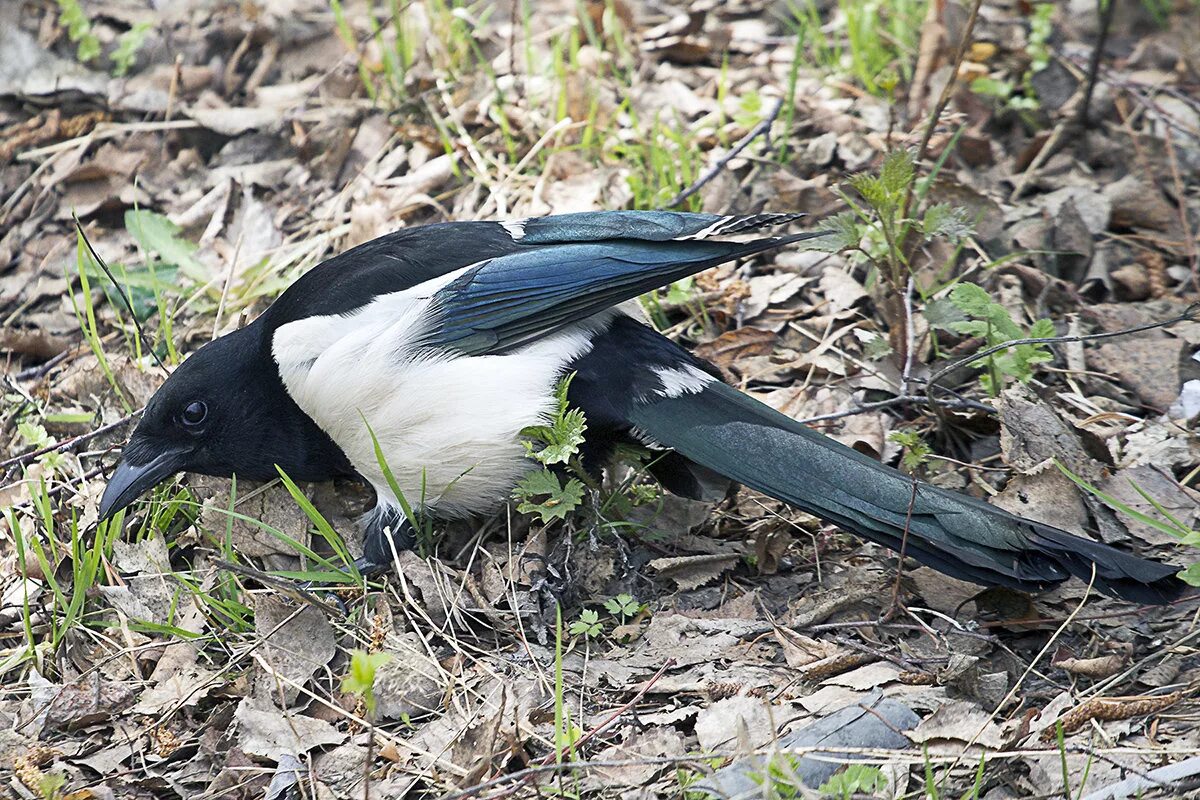 Сорок раскрыть. Сорок раскрыть. Описание сороки. Зимующие птицы сорока. Обыкновенная сорока (pica pica),.