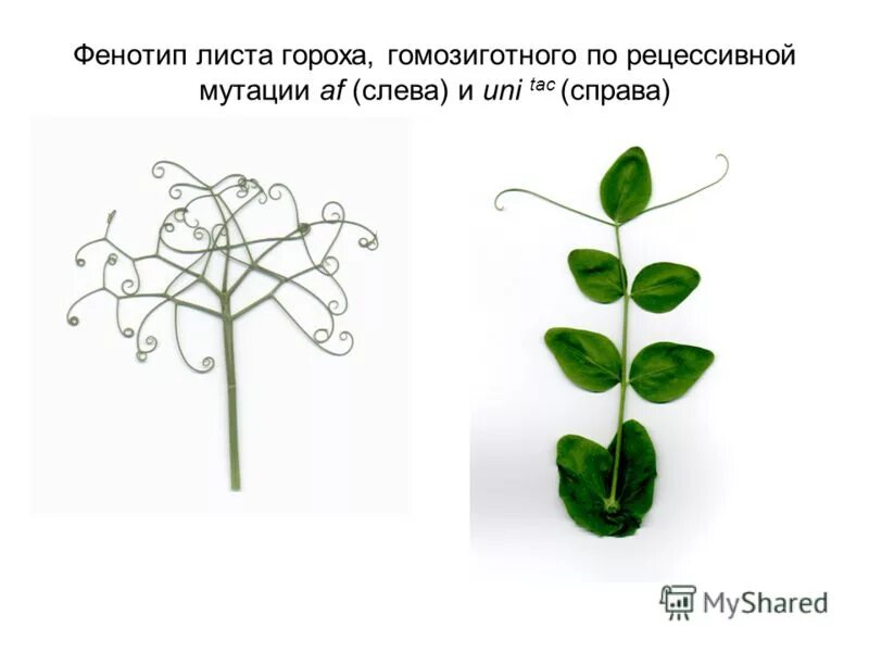 У гороха простые листья. Генотип пример. Листья гороха с прилистниками. Фенотип гороха. Этапы метода пятилистник.