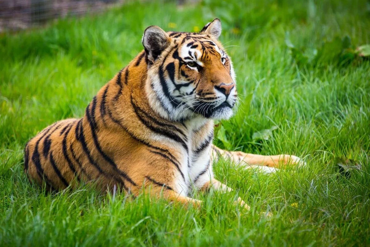 Tigr. Тайгер тигр. Малайский тигр. Амурский тигр окрас. Бельгийский тигр.