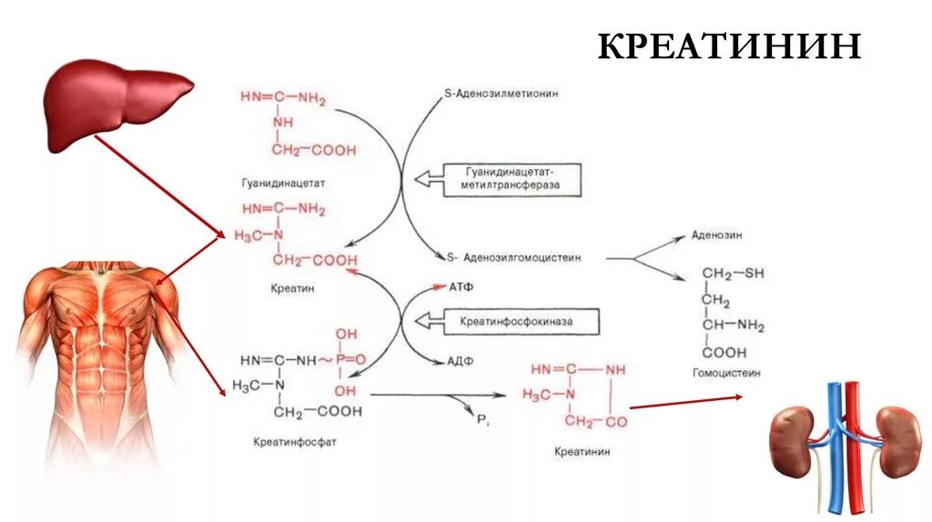 Причины повышения креатинина у мужчин. Креатинин (creatinine повышен. Креатинин схема. Креатинин повышен патогенез. Креатинин образование биохимия.