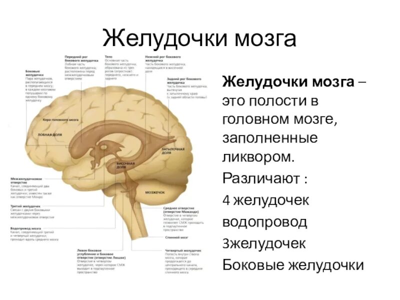 Желудочки среднего мозга