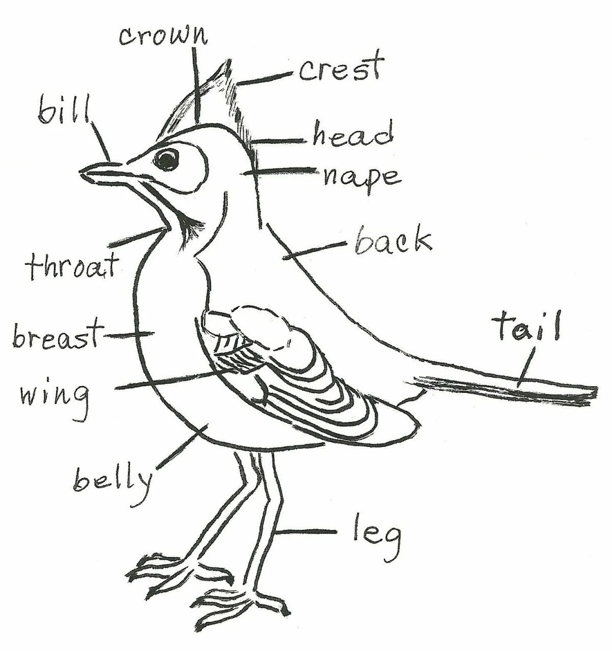 Structure of the Bird. Bird body Parts. Parts of Birds for Kids. Birds Worksheets for Kids Parts of Birds.