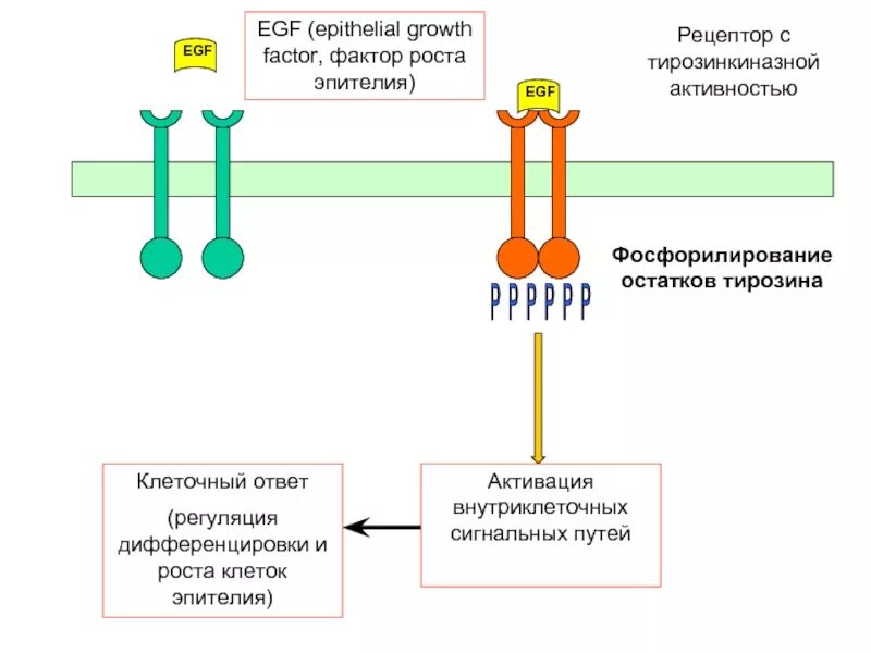 Рецепторы с тирозинкиназной активностью. Механизм действия тирозинкиназных рецепторов. Рецептор тирозинкиназы механизм действия. Рецепторы тирозинкиназы. Тирозинкиназные рецепторы механизм.