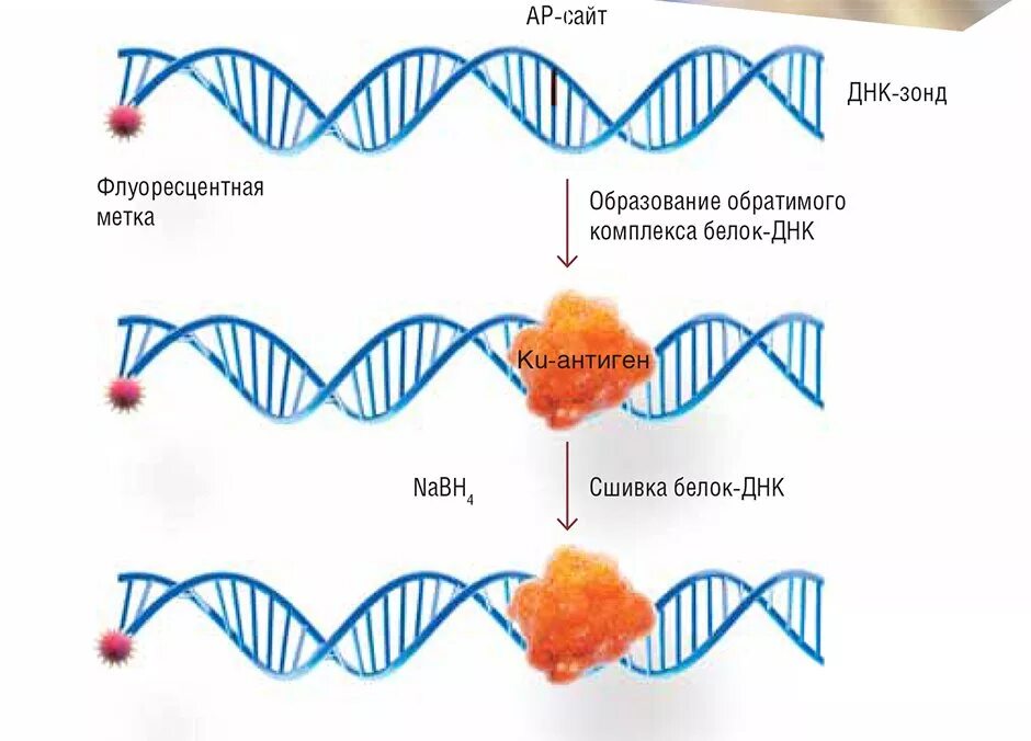 Днк зонд. Сшивки ДНК. Поперечные сшивки в ДНК. Сшивка ДНК белок.