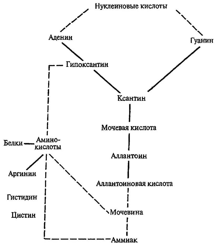 Конечные продукты белкового. Схема анаболизма нуклеиновых кислот. Конечный продукт обмена белков и аминокислот. Взаимосвязь обмена белков и нуклеиновых кислот биохимия. Метаболизм и конечные продукты распада.