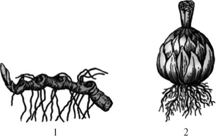 Видоизменения органов растений примеры функции название. Видоизменения листьев 6 класс биология. Установите соответствие между растениями. Установите соответствие между растениями и их видоизменениями. Классы и семейства цветковых растений.