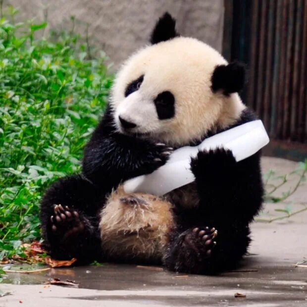 панда обнимашки. панда любит любимую. влюбленные панды. влюбленные панды. сычуань панды.