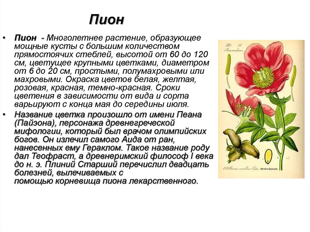 Описание цветка пиона. Пион научное описание. Пион краткая характеристика растения. Пион биологическое описание.
