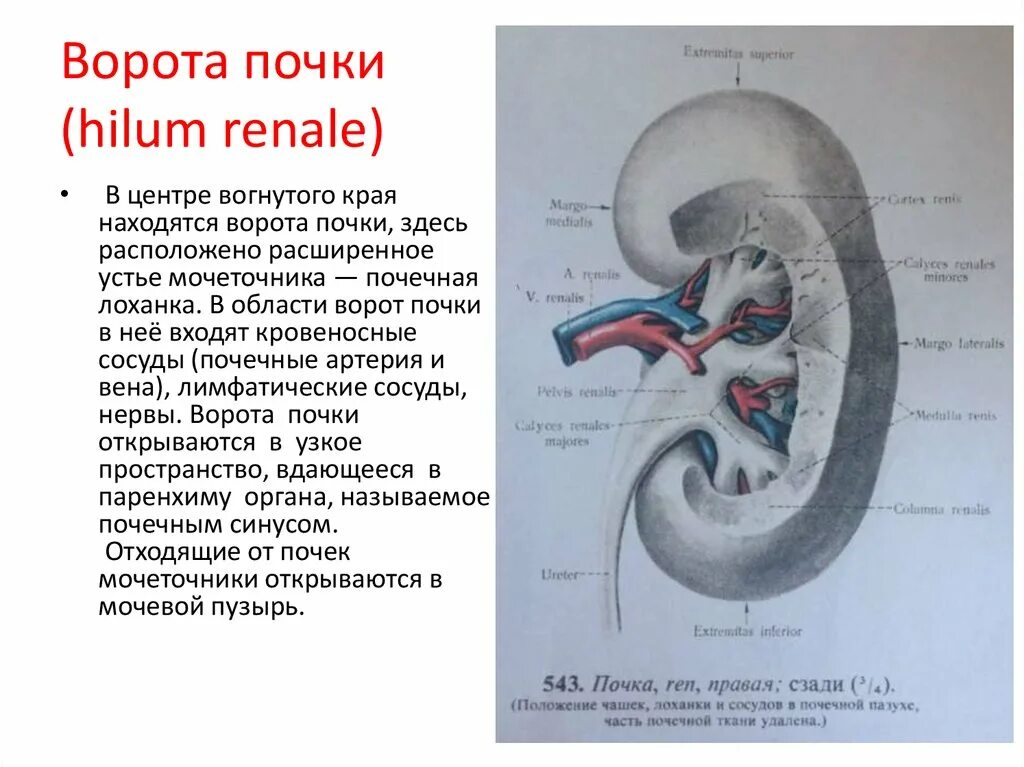 Из чего состоят ворота почки. Почечные ворота анатомия. Ворота почки определение функции. Ворота почки находятся на … Крае..