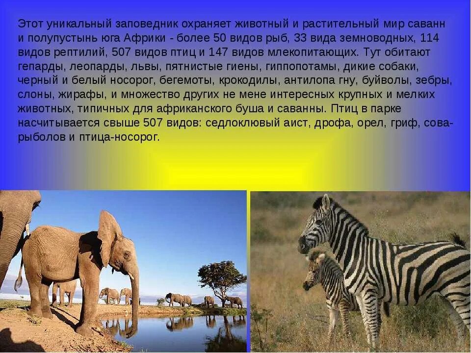 Сообщение о саванне 1 класс