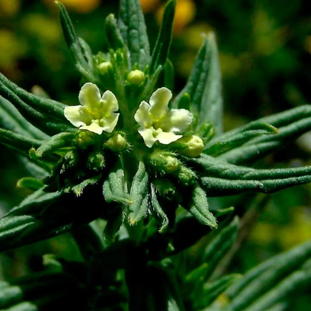 Воробейник. Воробейник краснокорневой. воробейник lithospermum erythrorhizon. ползучий воробейник. воробейник лекарственный lithospermum officinale.