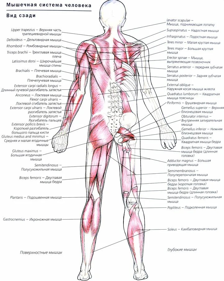 Описание мышц. Схема строения человека сзади. Строение мышц человека сзади. Функциональная анатомия мышц отдельных областей тела человека. Мышечная система человека атлас схема.