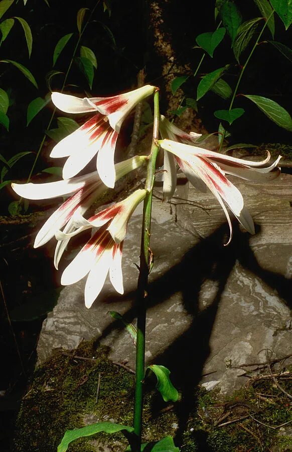 Цветок похожий на лилию на толстом. Гималайская Лилия-гигант Cardiocrinum. Лилия кардиокринум. Лилия Регале Гигантеум. Цветок похожий на лилию.