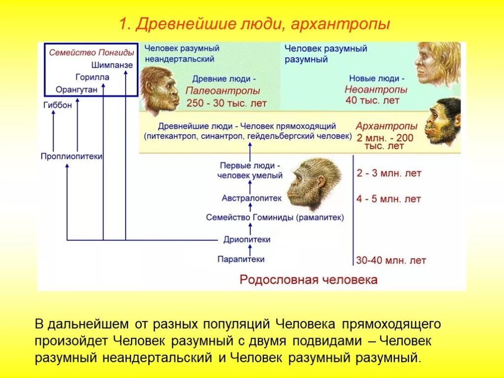 50. Этапы эволюции человека: архантропы, Палеоантропы, Неоантропы. Этапы развития человека Палеоантропы. Этапы эволюции человека таблица архантропы. Человек умелый архантропы Палеоантропы Неоантропы таблица.