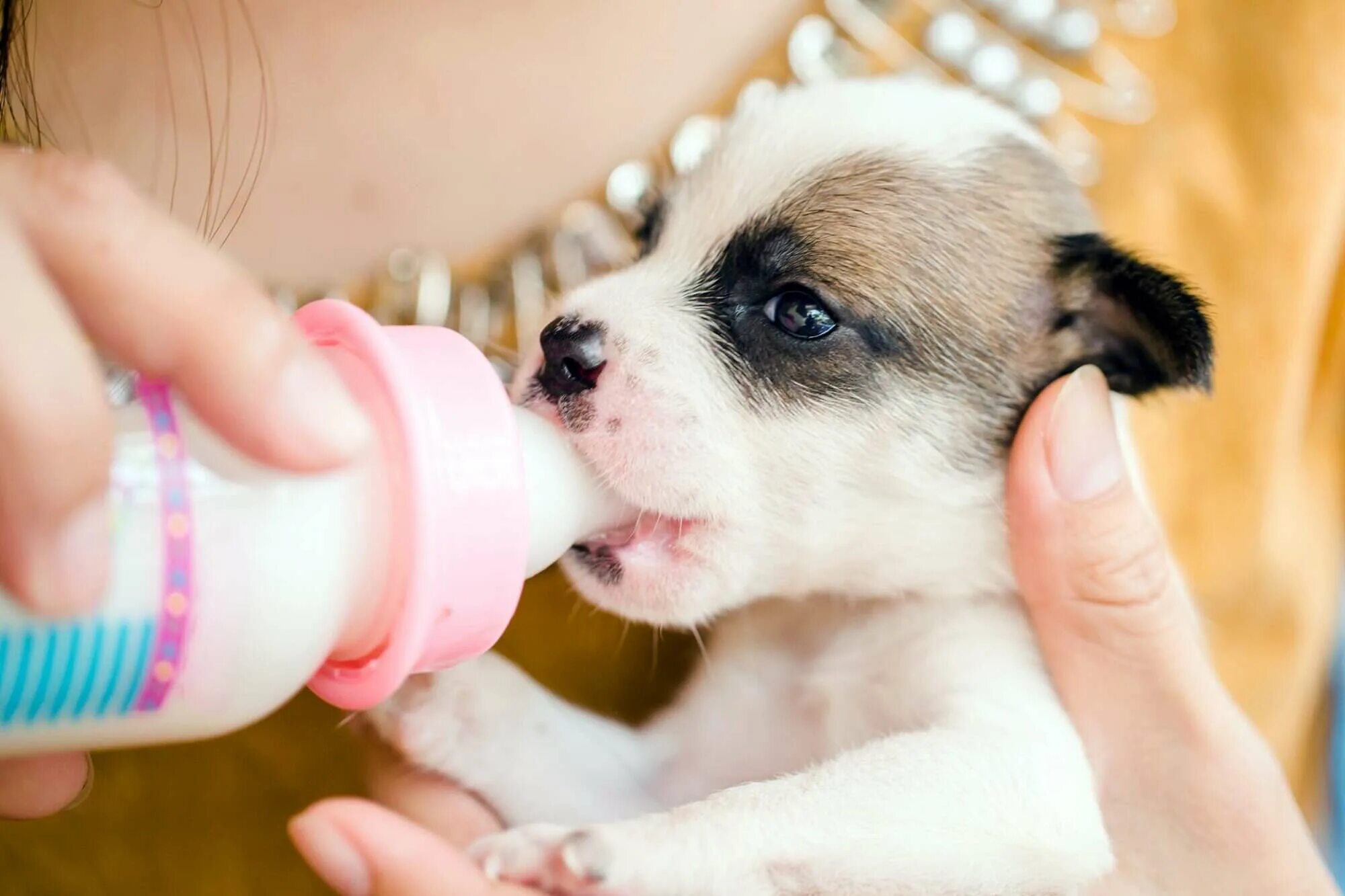 Щенки пьют молоко. Щенок пьет из бутылочки. Смеси для вскармливания новорожденных щенят. Щенок пьет молоко из бутылочки.