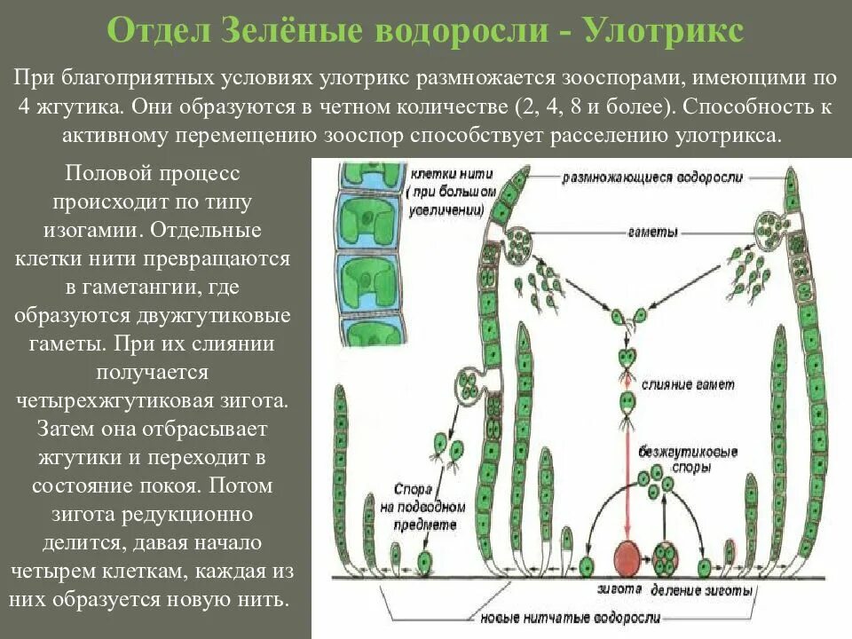 Какие водоросли размножаются. Жизненный цикл зеленых водорослей улотрикс. Жизненный цикл зеленой водоросли Ulothrix.. Жизненный цикл цикл улотрикса. Цикл развития водоросли улотрикс.