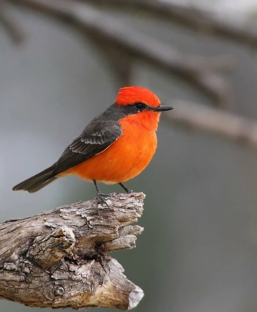 Птица оранжево серая. Птица с красной грудкой. Птица с красным брюшком. Птичка с оранжевой головой. Птицы с красными грудками.