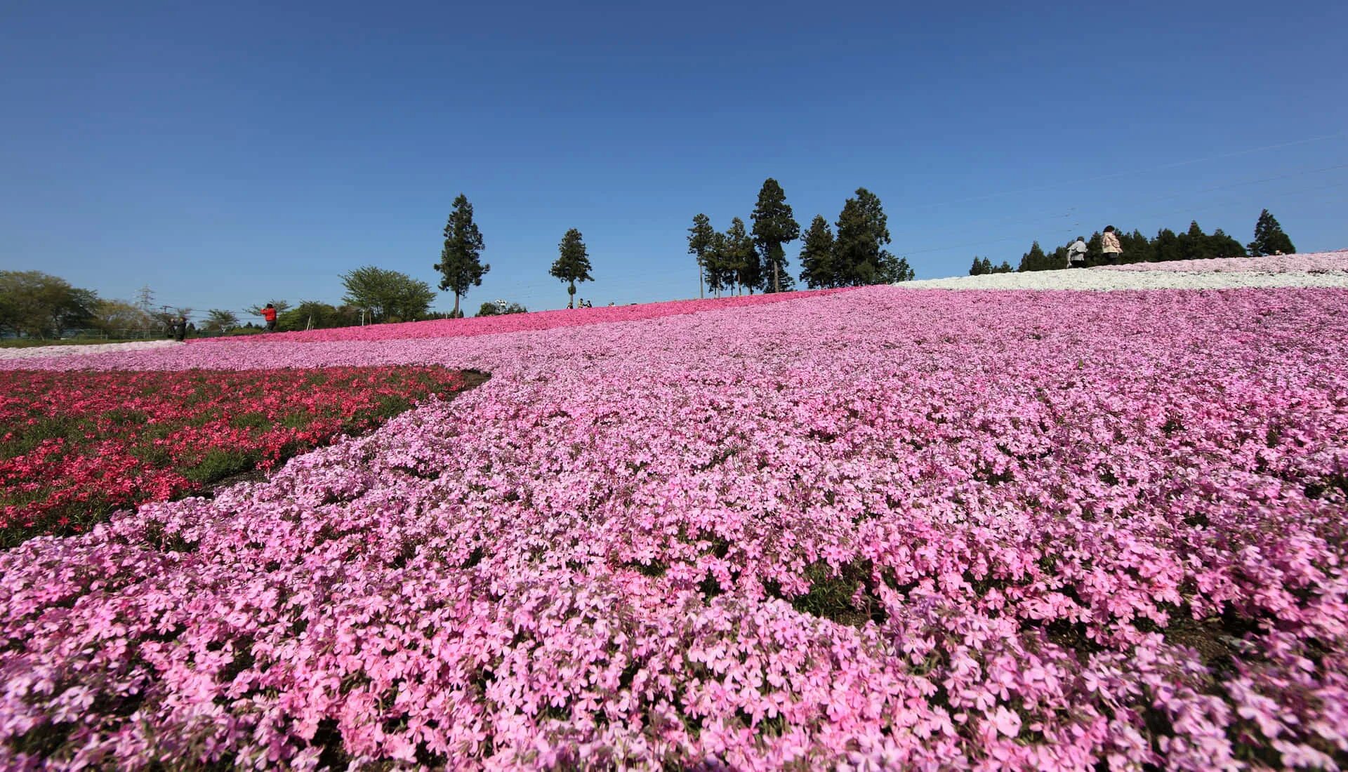 Розовые поля в крыму. Галисия цветущие поля. Япония цветущие поля. Массовое цветение растений. Цветение растений поле.