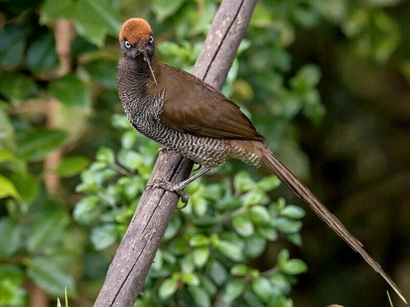 Шилоклювая Райская птица. Epimachus fastuosus. Бурая широклювая Райская птица. Brown Sicklebill. Птица из новой гвинеи 6 букв