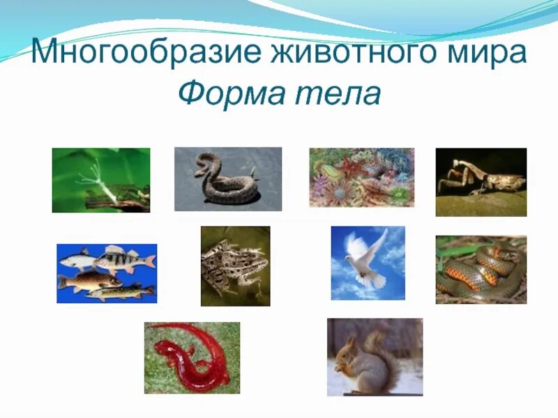 Разнообразие животных. Многообразие животных презентация. Разнообразие животного мира презентация. Презентация на тему многообразие животного мира