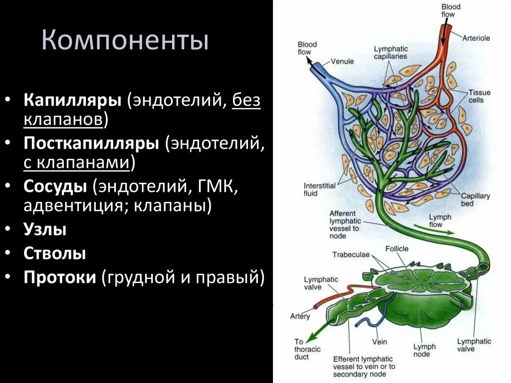Лимфатические капилляры функции. Лимфатическая система сосуды капилляры. лимфатические капилляры стволы протоки. лимфатическая система сосуды стволы протоки. строение лимфатического капилляра.