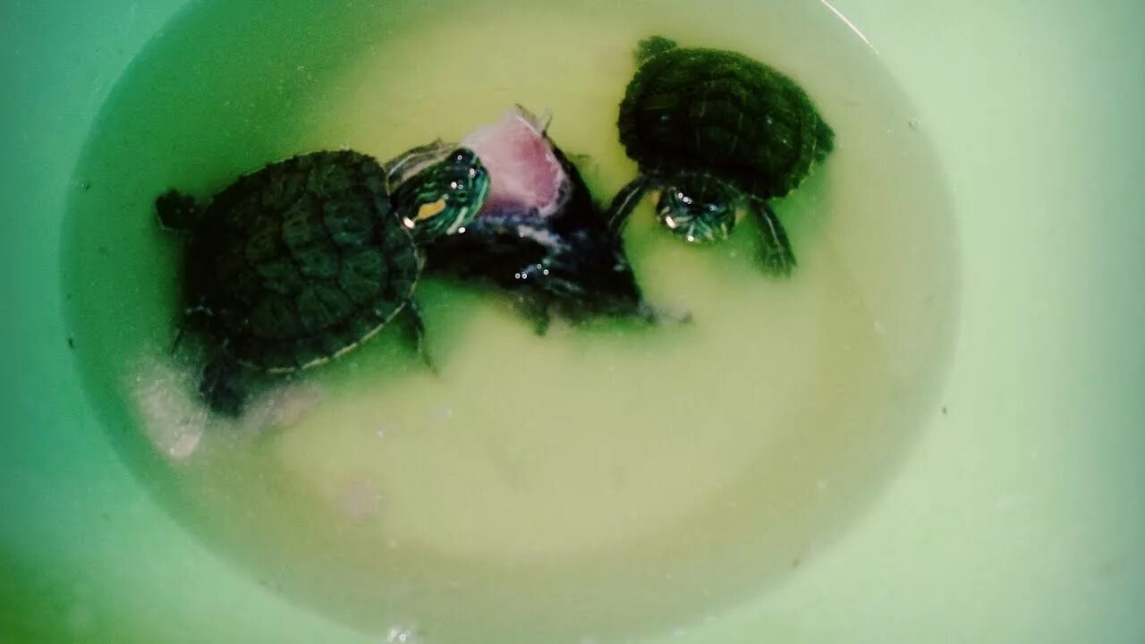 Можно черепахам яблоки. Красноухая черепаха суп. Корм для красноухой черепахи. Красноухие черепахи кормление. Что едят красноухие черепахи.