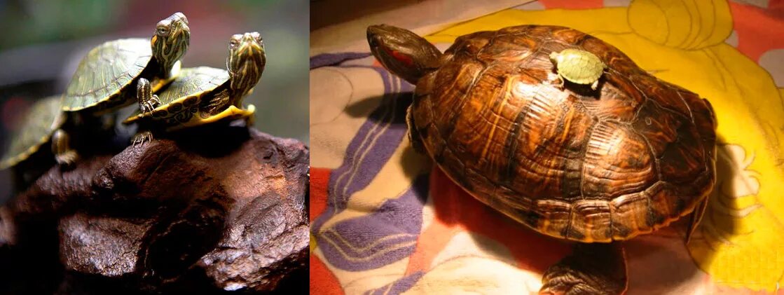 Сколько лет живут красноухие. Красноухая черепаха срок жизни. Красноухая черепаха в домашних условиях. Корм для красноухой черепахи. Продолжительность жизни красноухих черепах.