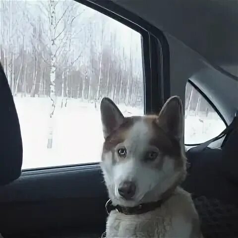 Шаховская собаки
