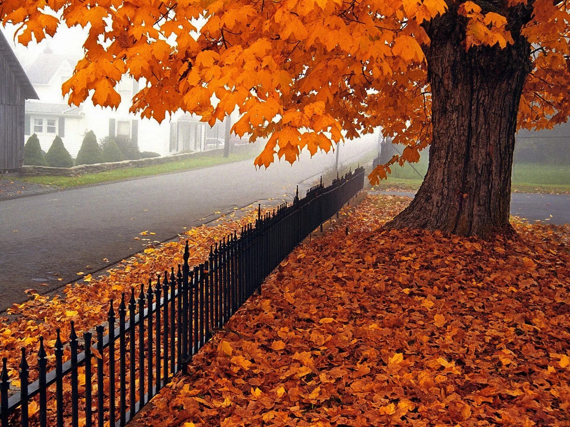 Осень. Осень картинки фото. Листопад. Обои осень. Куз на русском