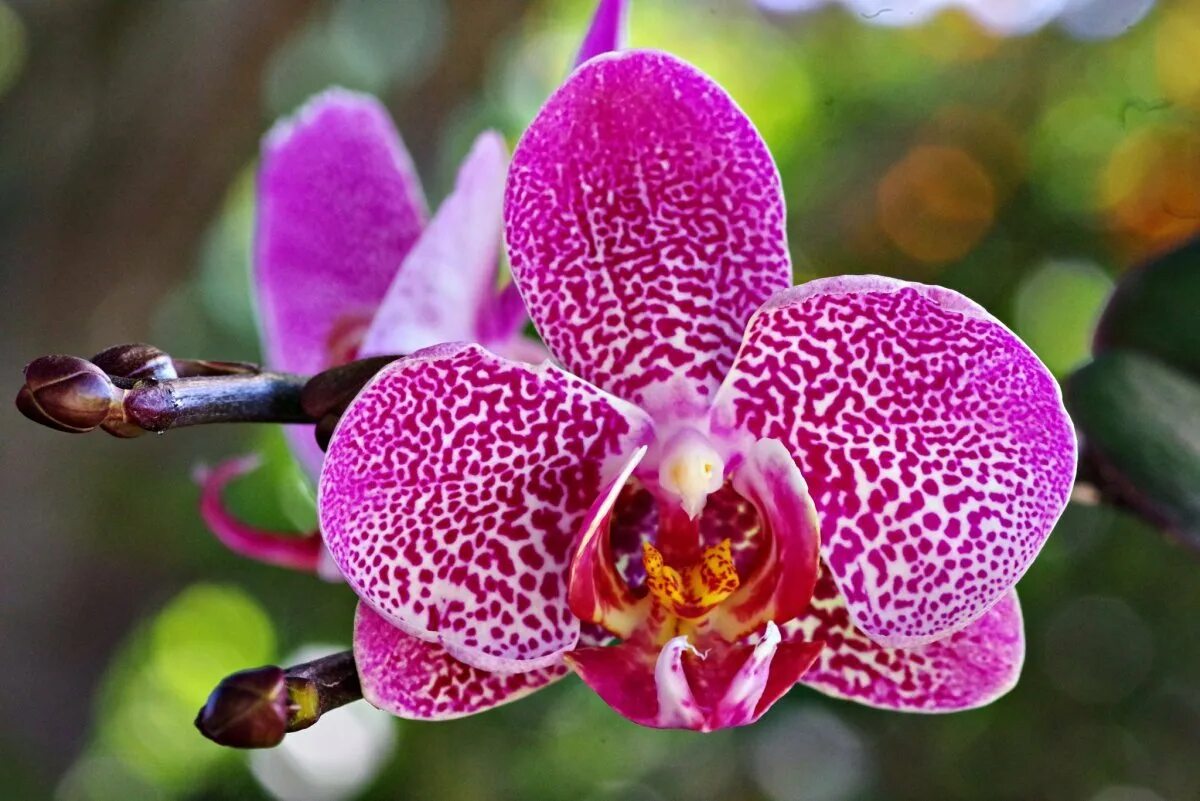 Phal leopard. Фаленопсис leopard prince. фаленопсис голден леопард. орхидея dtps. leopard prince. орхидея фаленопсис leopard prince.