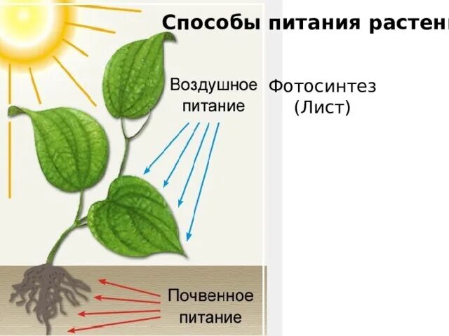 Орган растения обеспечивающий минеральное питание. Питание растений. Воздушное питание растений. Почвенное и воздушное питание растений. Схема питания растений.