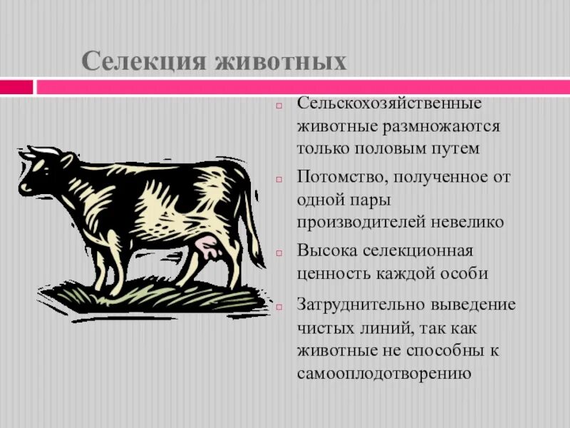 Селекция животных. Селекция сельскохозяйственных животных. Селекционер животных. Селекция животных коровы.