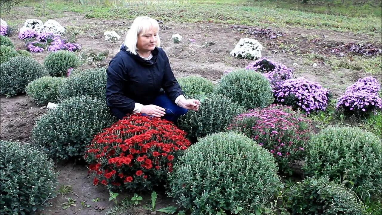 Как формировать хризантему