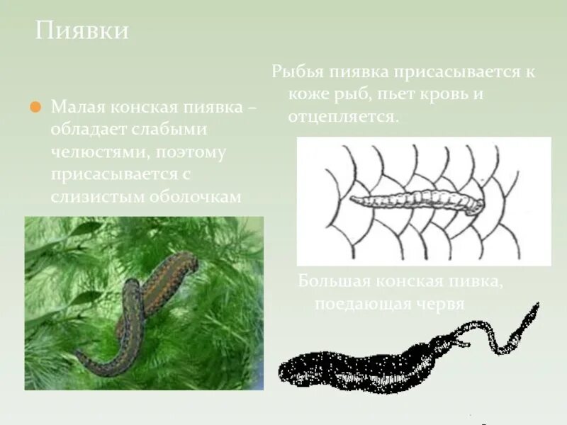 Кольчатые черви пиявки строение. Внутреннее строение пиявки 7 класс. Выделительная система система пиявок. Схема строения медицинской пиявки. Конская пиявка органы выделения.