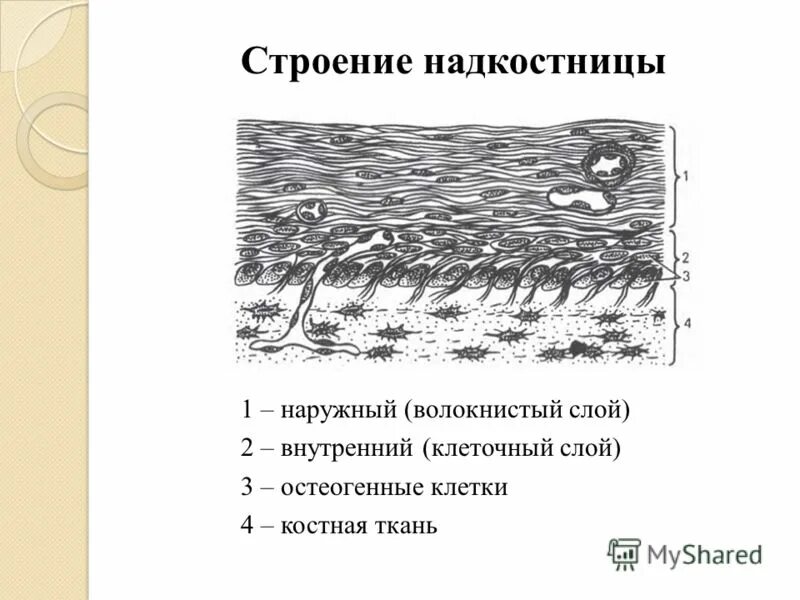 Особенность строения надкостницы какую функцию она выполняет. Строение кости надкостница кость. Строение надкостницы гистология. Слой надкостницы гистология. Структура кости надкостница.