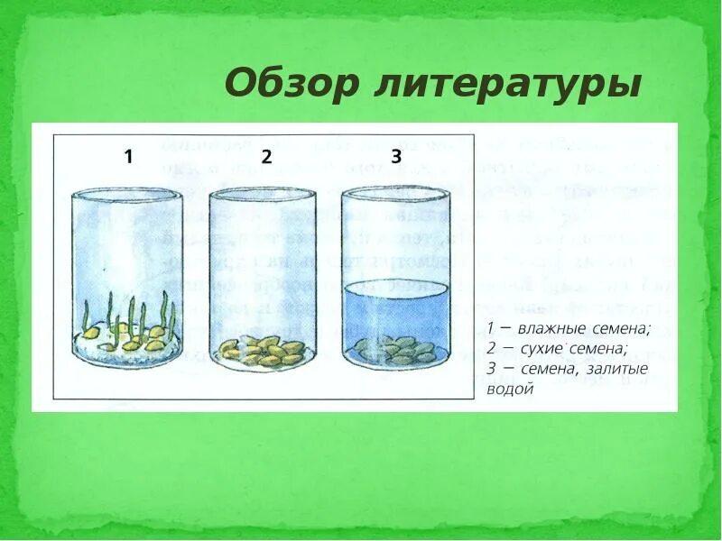 Влажные семена. Проект по биологии выращивание растений. почему нельзя закладывать на хранение влажные семена. почему нельзя закладывать на хранение влажные семена биология 6 класс. как растут растения схема стенка стакан бумаж трккублка.