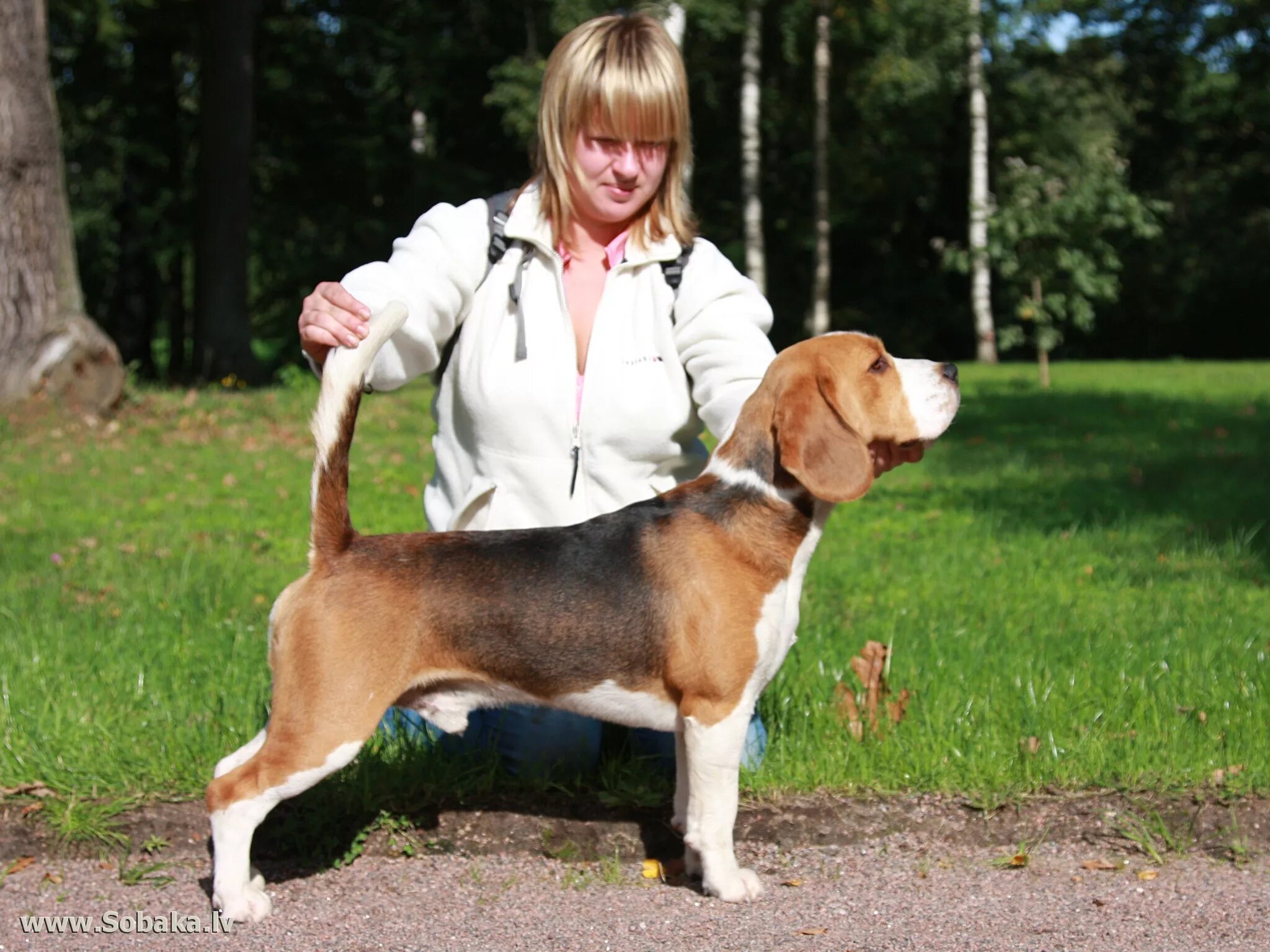 бигль собака рост. бигль собака и дети. бигль собака с хозяином. бигль рост взрослой собаки. бигль собака рост.