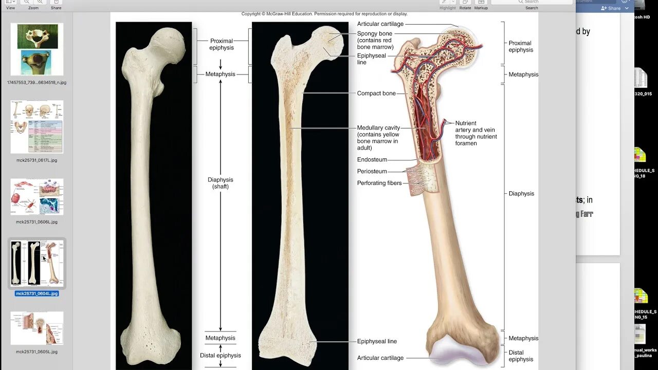 Long bone. Capula кость. Long Bones. Long lesion long Bone. Atrophy physiologic'.