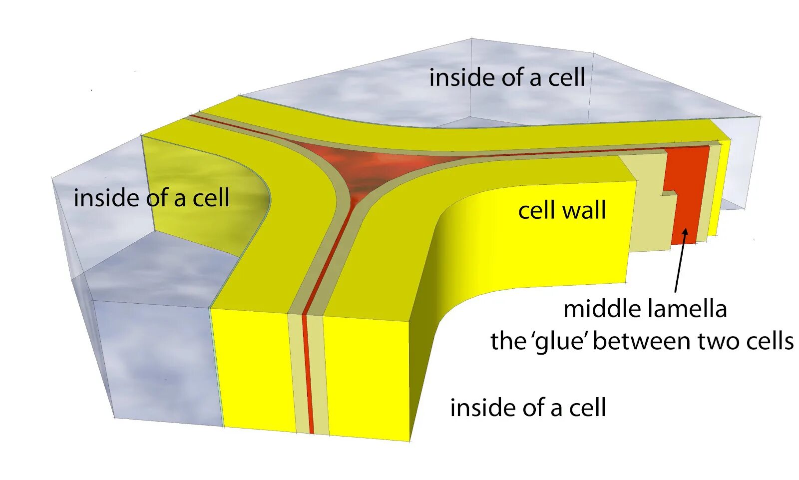 Cell Wall. Клеточная стенка. Function of Cell Wall. Плазмодесмы.