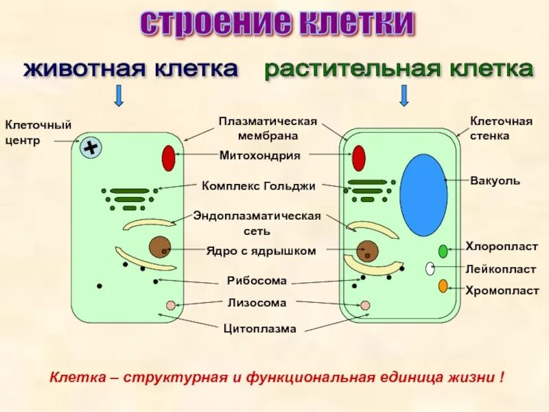 Плазматическая мембрана растительной клетки. Плазматическая мембранаростительной клетки. Мембрана, стенка, цитоплазма, ядро. Клеточная мембрана цитоплазма ядро рибосомы митохондрии. Митохондрия микротрубочка хлоропласт