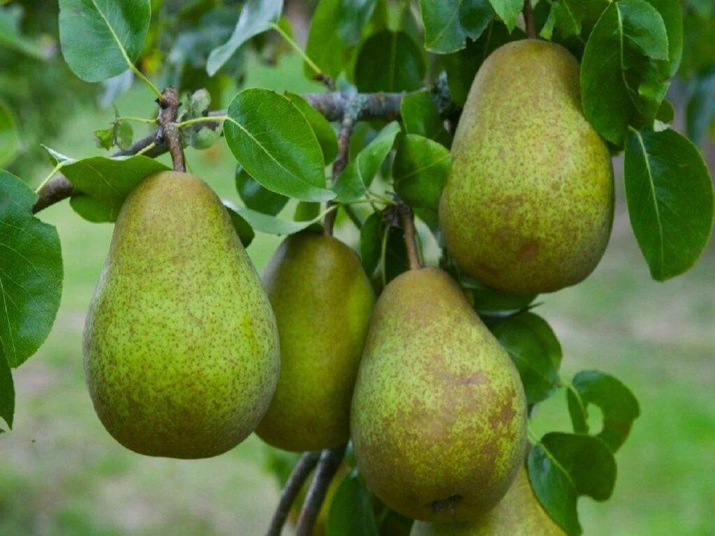 Сорт груши Armut. Груша Площанская. Груша. (Pear Tree) Williams. Сорт груши шапка Мономаха.