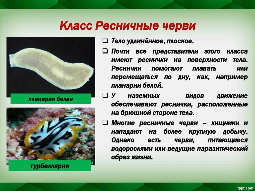 К группе плоских червей относится. Тип плоские черви класс Ресничные. Тип плоские черви 7 класс биология. Классы типа плоских червей. Тип плоских червей 7 класс биология.