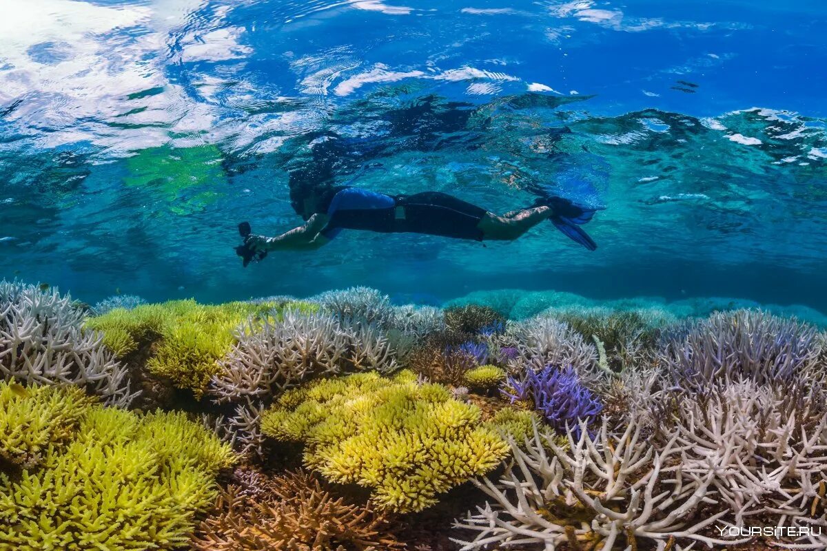 Рифы тихого океана. Большой Барьерный риф в тихом океане. Барьерный риф в Австралии. Коралловый риф в Австралии. Атлантический океан коралловый риф.