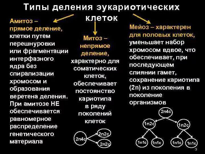 Типы деления эукариотических клеток. Основные способы деления клеток. Основные типы деления клеток эукариот. Типы деления клеток амитоз. 3 способа деления клетки