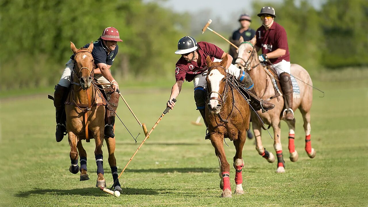 Various kinds of sport. Polo Sport. Polo Sport поло. Поло для конного спорта. Великобританское Конное поло.