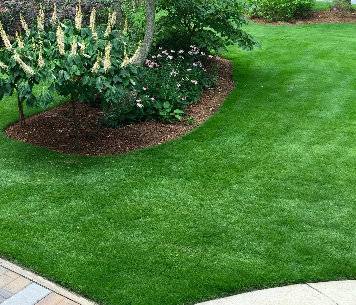 Авито газон. Zoysia japonica. корейский газон. выбор газона для дачи. низкорослый газон не требующий стрижки.