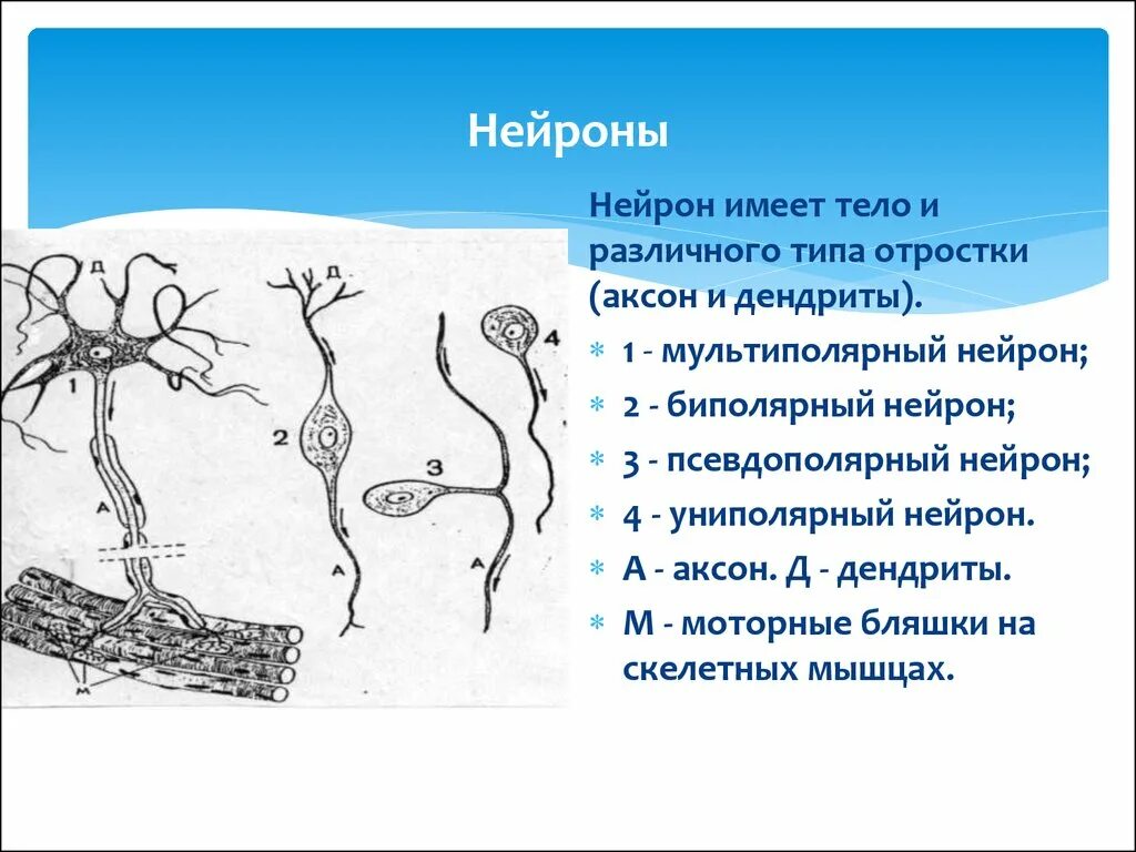 Короткие сильно ветвящиеся отростки. Мультиполярные униполярные Нейроны. Дендриты Аксон тело нейрона. Строение мультиполярного нейрона. Дендрит тело нейрона Аксон синапс.