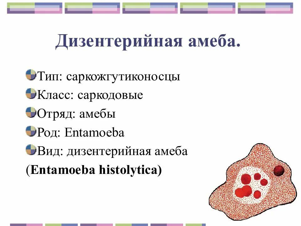 Дизентерийная амеба Тип. Дизентерийная амеба систематика. Тип простейшие класс Саркодовые дизентерийная амеба. Дизентерийная амеба Тип класс вид. Амеба систематика