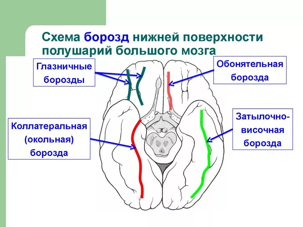 Нижняя поверхность мозга. Обонятельная борозда головного мозга. Обонятельная борозда топография. Обонятельная борозда и глазничная борозда. Обонятельная борозда большие полушария мозга.